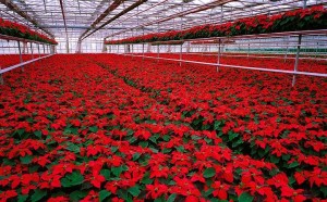 Bonick Landscaping Why Poinsettias at Christmas?  