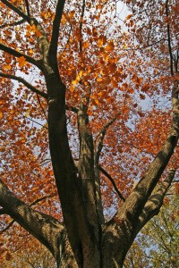 Bonick Landscaping The Effects of Drought on Mature Trees  