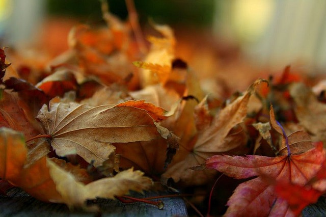 Bonick Landscaping Does a Cold Winter Really Kill Off Insects?  