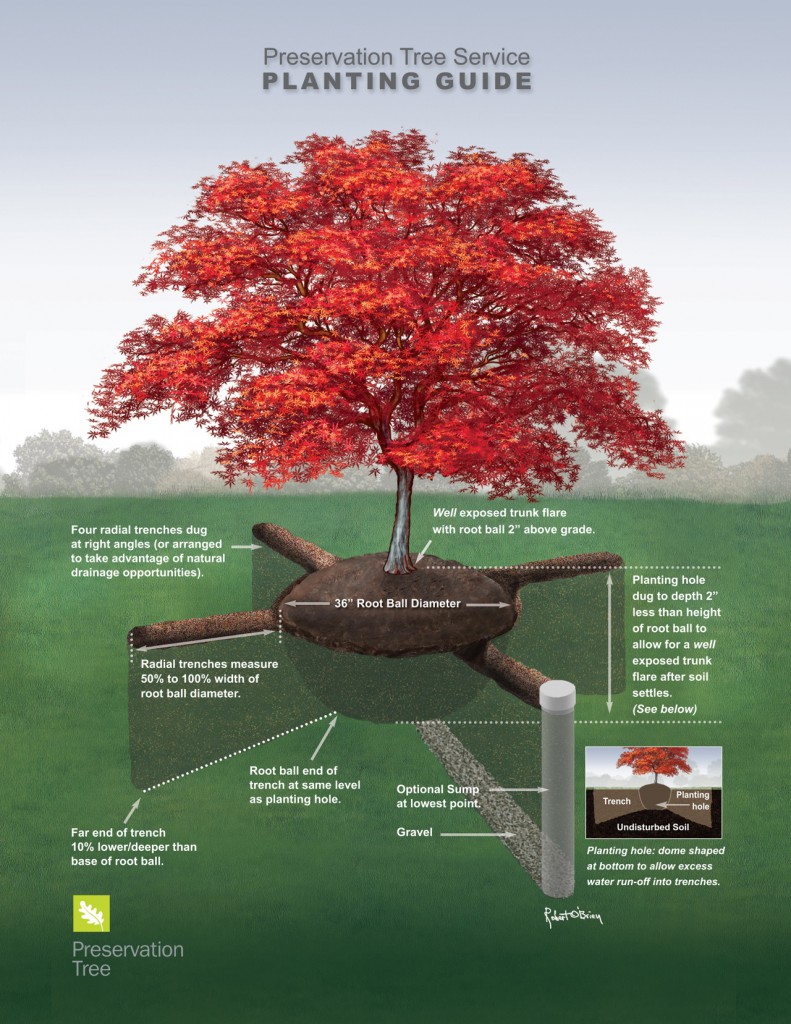 Bonick Landscaping Tree Service: An Important Part of Landscape Design Services  