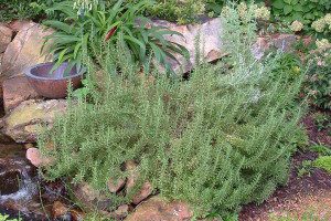 Landscaping Under the New Water Restrictions