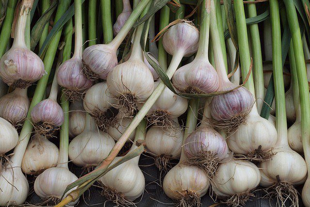 Gardens: Planting Garlic