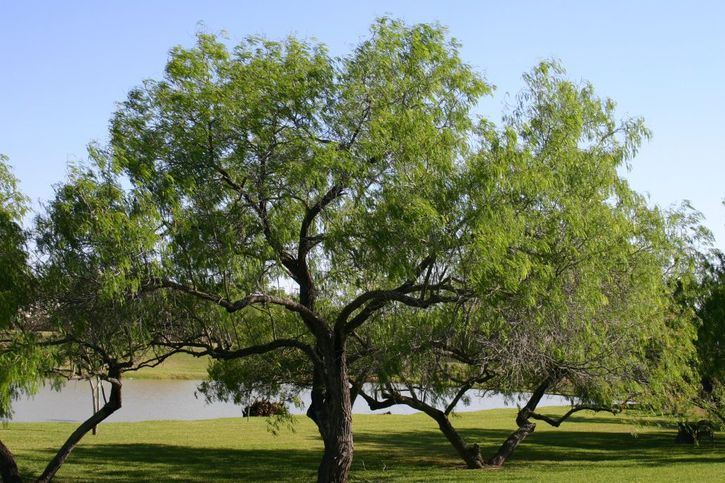 The Effects of Drought on Mature Trees