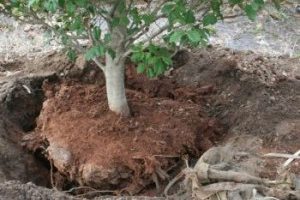 ‘Tis the Season for Transplanting Trees and Shrubs in Dallas