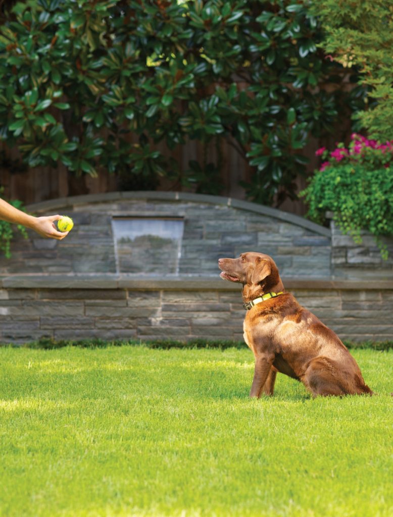 Bonick Landscaping The Best Grass for North Texas  