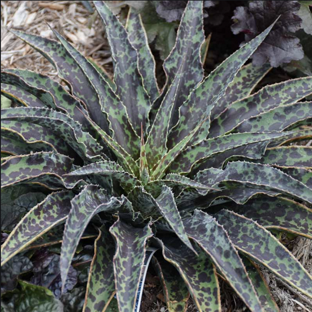 Great form. Мангава. Мангава цветок. Agave Hybrid Blood spot. Мангава Silver растения.