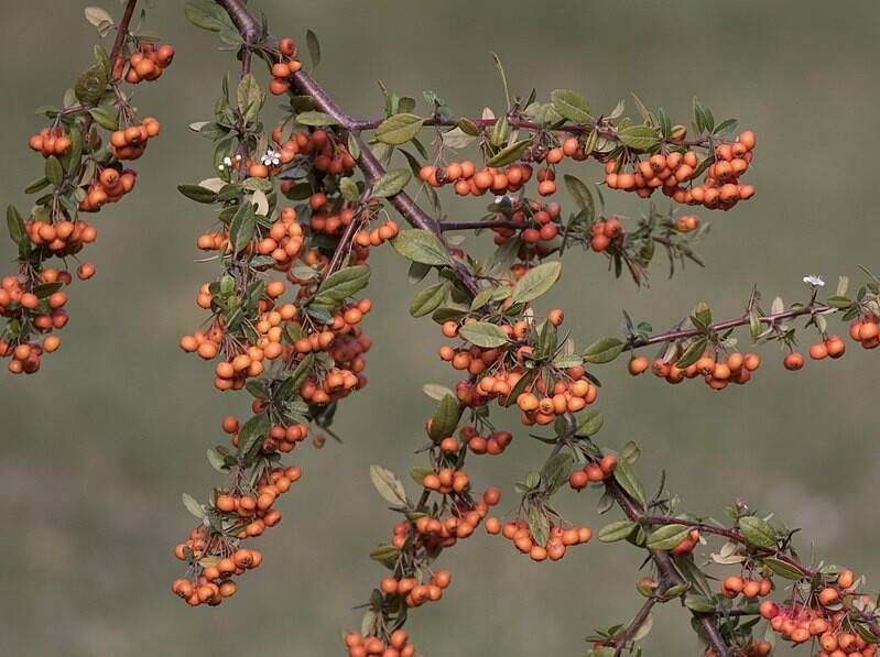 Bonick Landscaping 4 Places to Find Winter Color in North Texas  