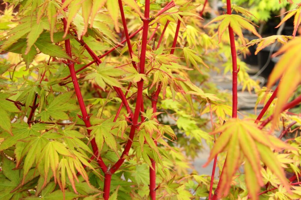 Bonick Landscaping 4 Places to Find Winter Color in North Texas  