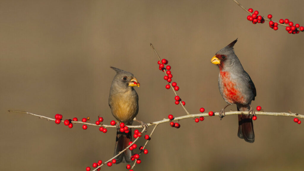 Bonick Landscaping 4 Places to Find Winter Color in North Texas  