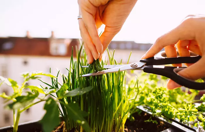 Bonick Landscaping How to Harness the Healing Benefits of a Fragrant Garden  