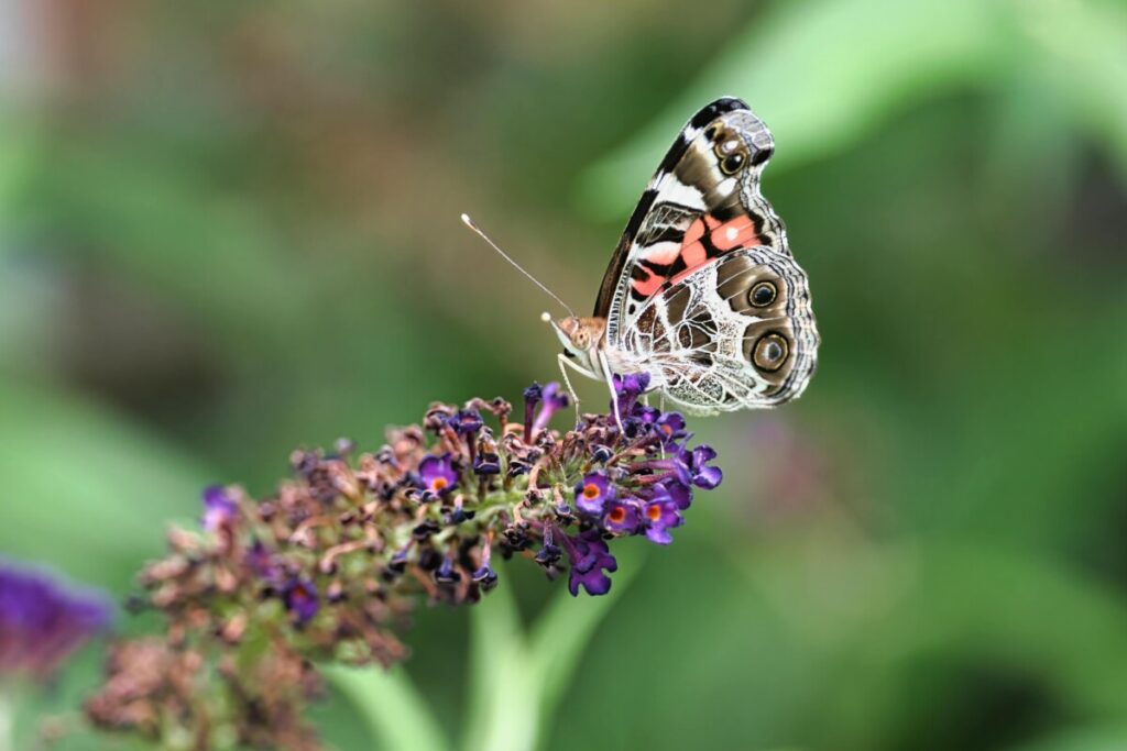 Bonick Landscaping Building a Balanced Butterfly Garden  