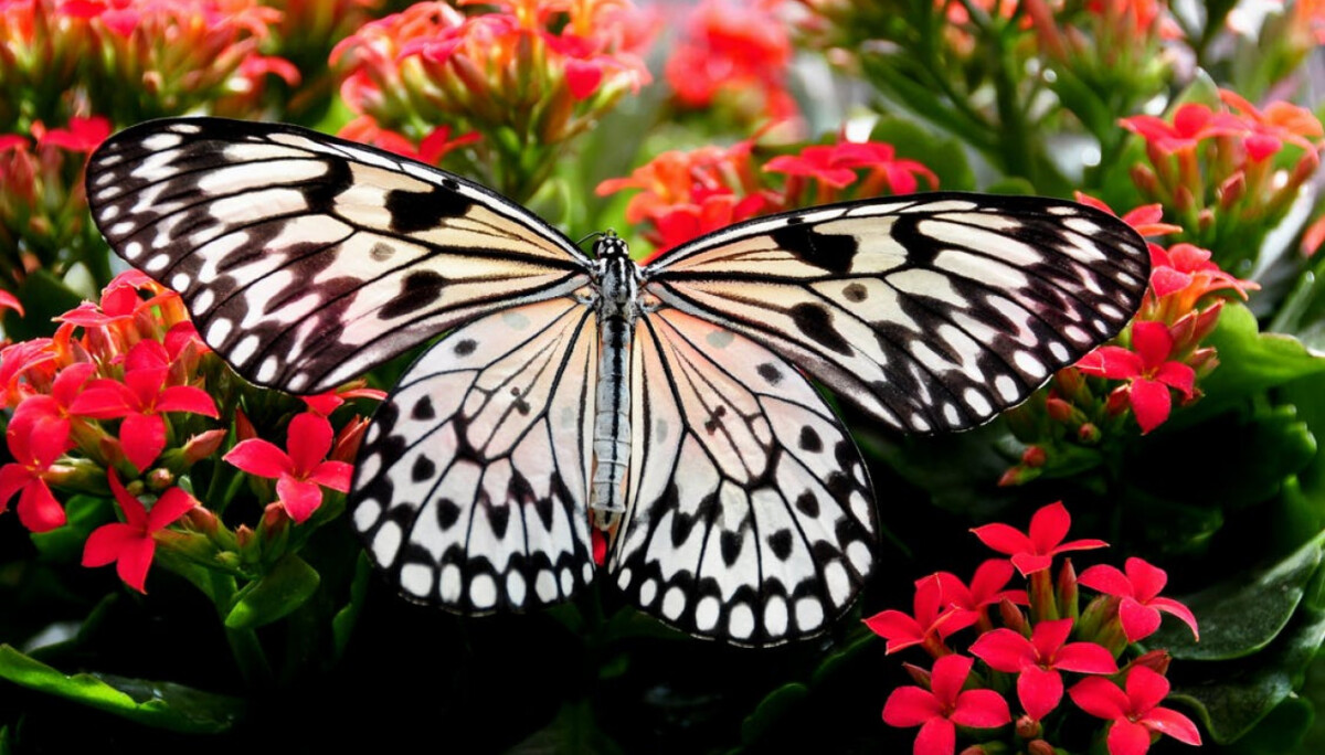 Building a Balanced Butterfly Garden