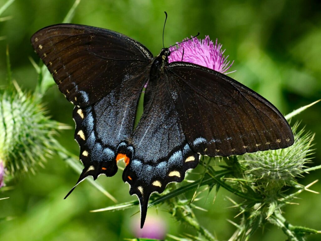 Bonick Landscaping Building a Balanced Butterfly Garden  