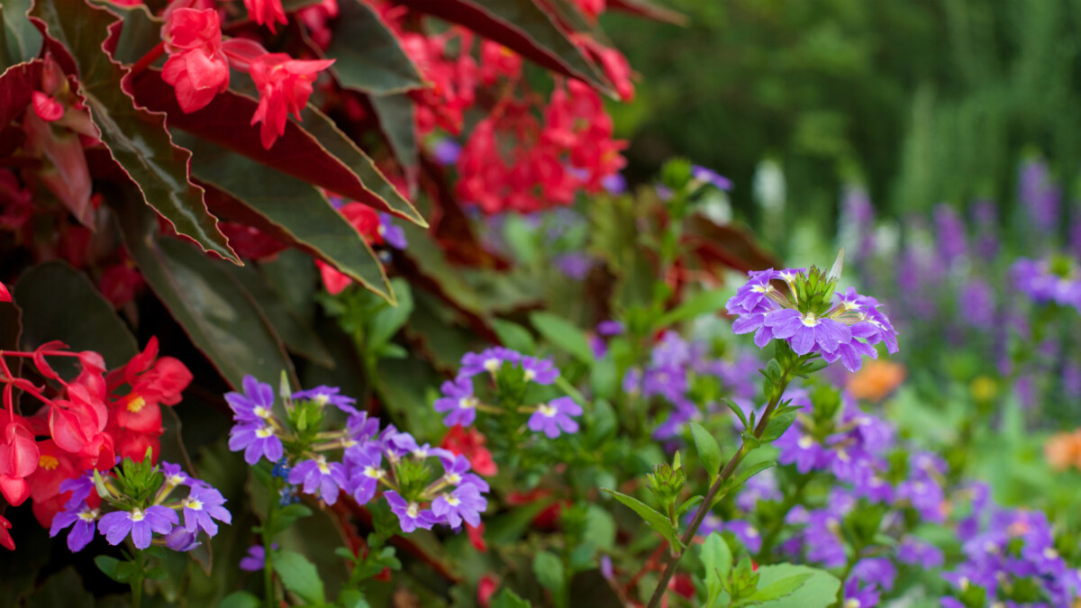 5 Ways to Refresh Your Gardens with Spring Color Installation