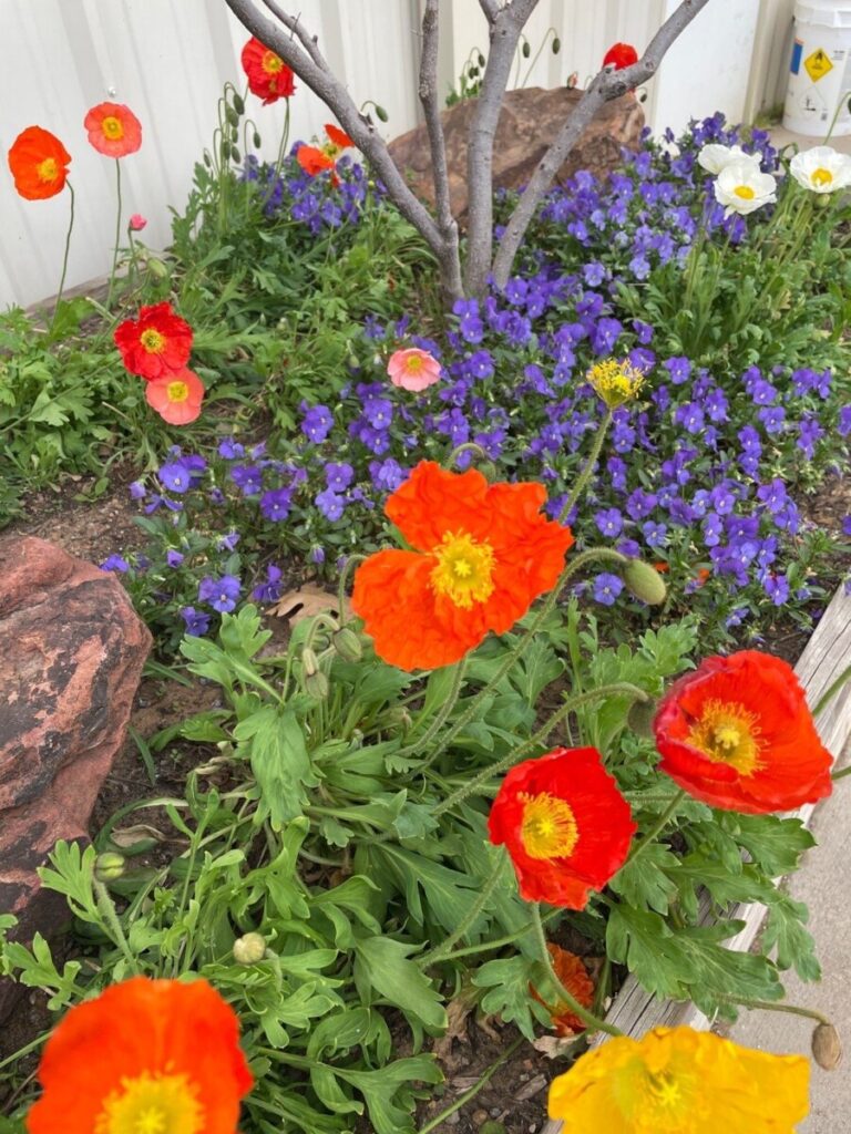 Bonick Landscaping 5 Ways to Refresh Your Gardens with Spring Color Installation  